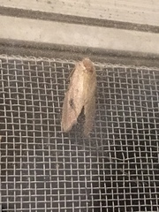 Acrolophus plumifrontella