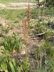 Rumex paucifolius