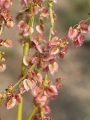 Rumex paucifolius