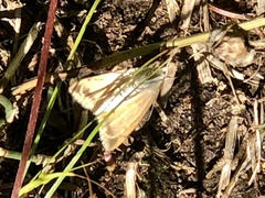Loxostege sticticalis