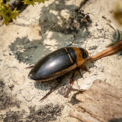 Hydaticus aruspex