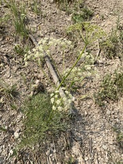 Ligusticum filicinum