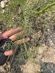 Ligusticum filicinum