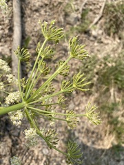 Ligusticum filicinum