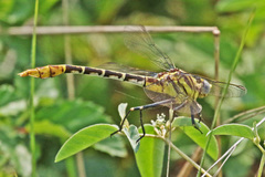Dromogomphus