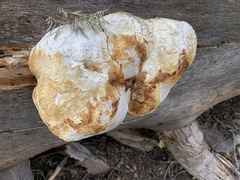 Laricifomes