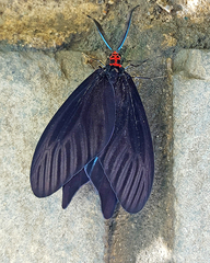 Histia flabellicornis