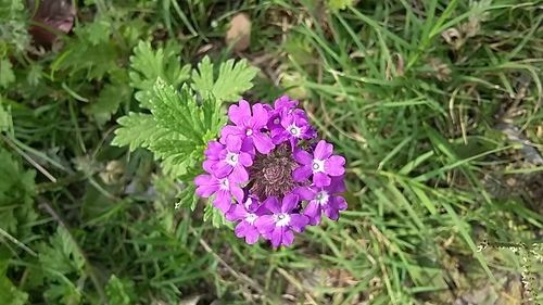 Moradia (Glandularia delticola)