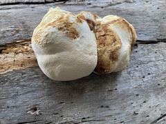 Laricifomes