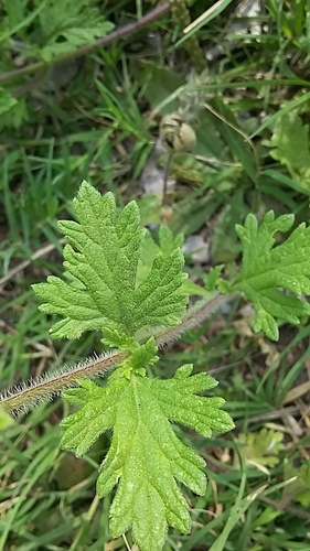 Image of Glandularia delticola by (c) Jaxon Rickel, some rights reserved (CC BY)