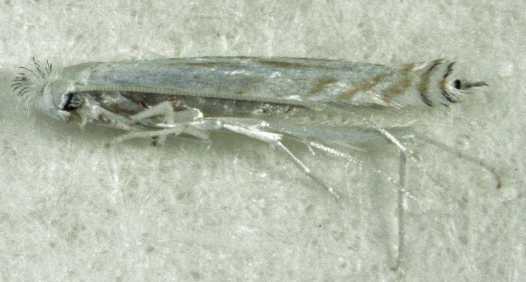 Stegommata