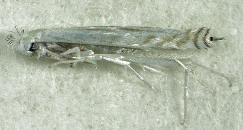 Stegommata sulfuratella Meyrick, 1880