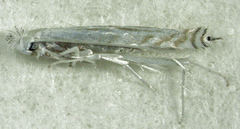 Stegommata sulfuratella