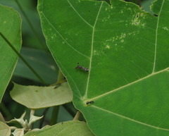 Teleopsis quadriguttata