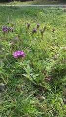 Glandularia delticola