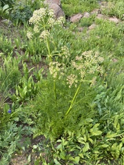 Ligusticum filicinum