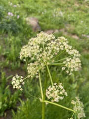 Ligusticum filicinum