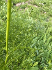 Ligusticum filicinum