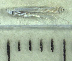 Stegommata sulfuratella