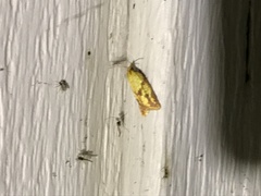 Sparganothis sulfureana