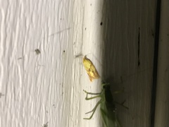 Sparganothis sulfureana