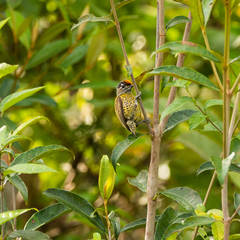 Picumnus exilis