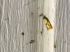 Sparganothis sulfureana