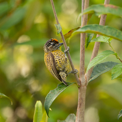 Picumnus exilis