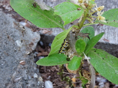 Danaus gilippus