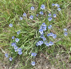 Sisyrinchium pruinosum