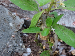 Danaus gilippus