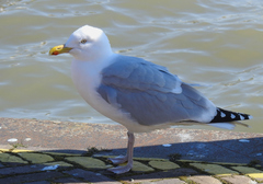 Larus argentatus argentatus