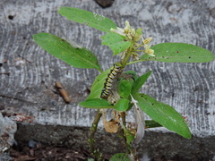 Danaus gilippus