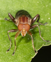 Hammerschmidtia