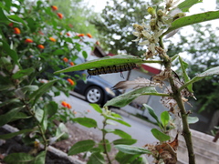 Danaus gilippus