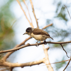 Picumnus spilogaster