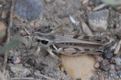 Melanoplus confusus