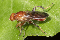 Hammerschmidtia