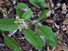 Danaus gilippus