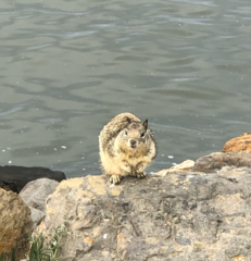 Sciurus carolinensis