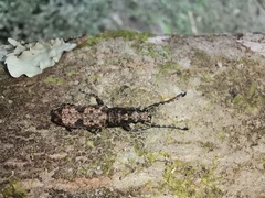 Ptychoderini