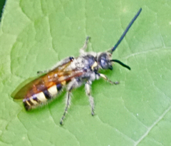 Dielis pilipes