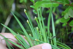 Xyris difformis