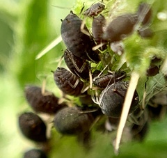 Aphis fabae