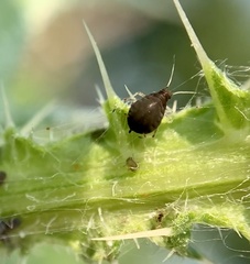Aphis fabae