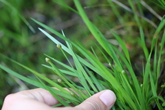 Xyris difformis