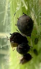 Aphis fabae