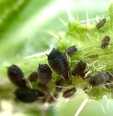 Aphis fabae