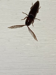 Dicrepidius palmatus