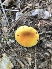 Russula flavida